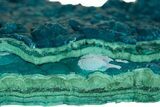 Vibrant Teal Botryoidal Chrysocolla and Malachite - Chile #310119-1